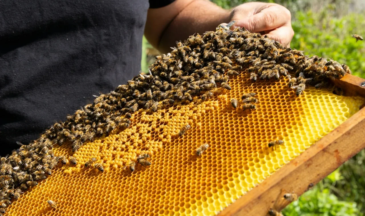 Pčelar pregledava košnicu tijekom toplog dana.